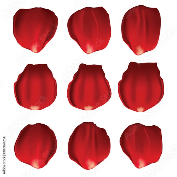 Obraz rose petals vector isolated on white background