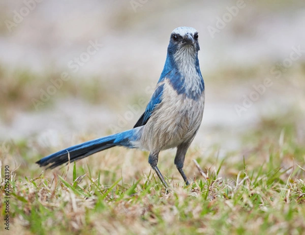 Obraz Florida Scrub Jay
