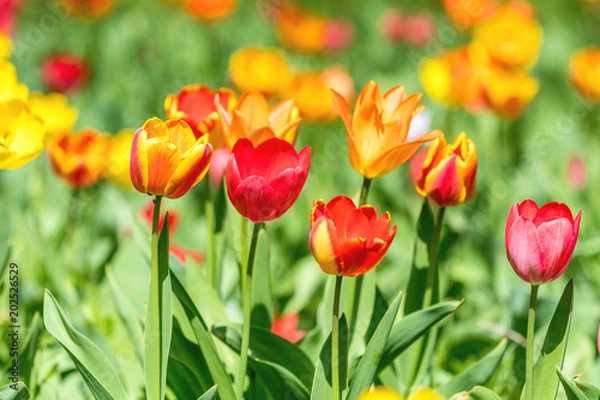 Obraz Colorful tulips flowers blooming in a park.