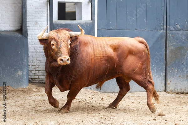 Fototapeta Figthing bull