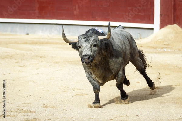 Fototapeta Fighting bull