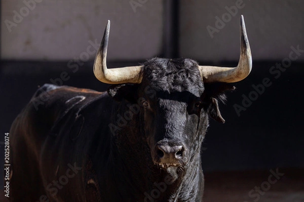 Fototapeta walczący byk
