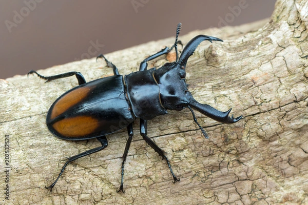 Obraz Fighting Giant Stag Beetle - Hexarthrius parryi
