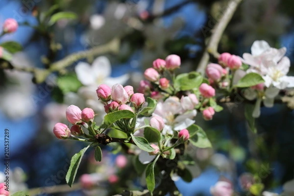 Fototapeta Apfelblüte/ Apfelbaum (Malus) 