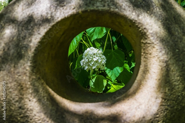Obraz Framed white flower. Flowering plant in park at summer, blurred stone statue in foreground.