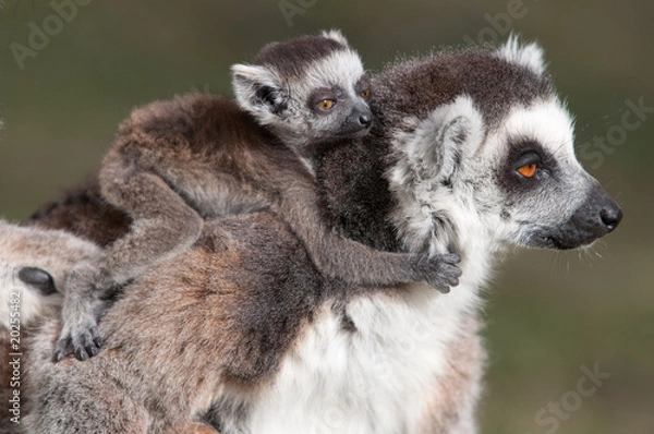 Obraz hugging the mother
