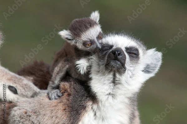 Obraz hugging the mother