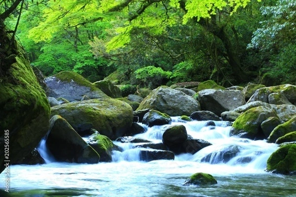 Obraz 菊池渓谷の渓流と新緑＠震災後