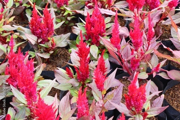 Fototapeta Beautiful celosia argentea flowers with the nature