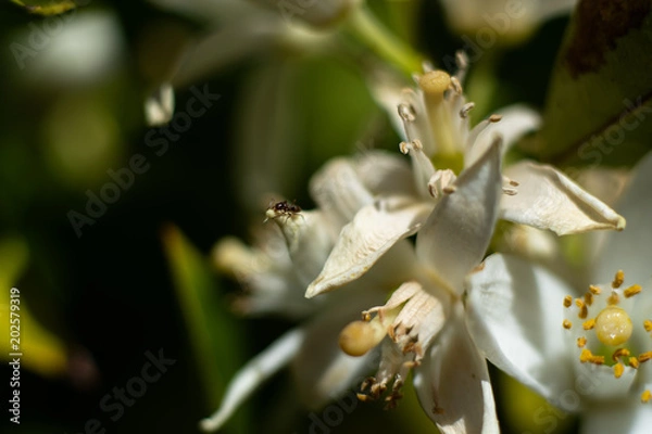 Fototapeta Macro Flowers