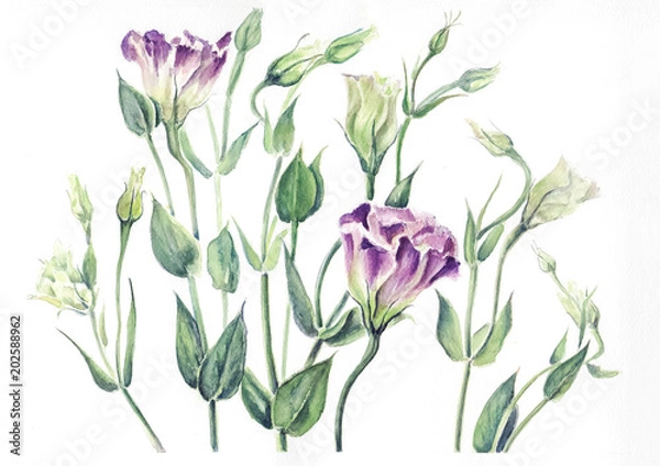 Obraz Herbarium of Eustoma watercolor