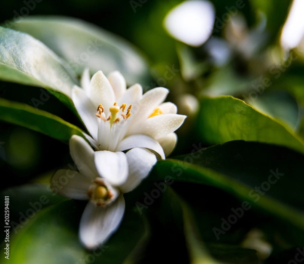 Obraz Neroli. Green bright orange tree leaves and orange flower neroli with raindrops, dew background