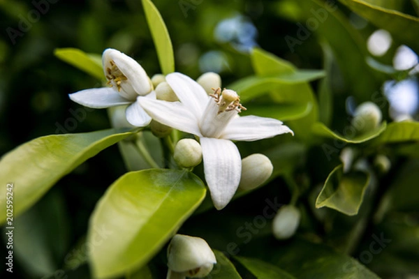 Obraz Neroli. Zielone jasne pomarańczowe liście i kwiat pomarańczy neroli