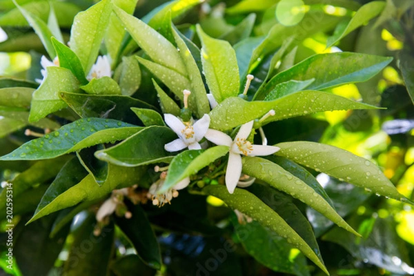 Obraz Neroli. Green bright orange tree leaves and orange flower neroli