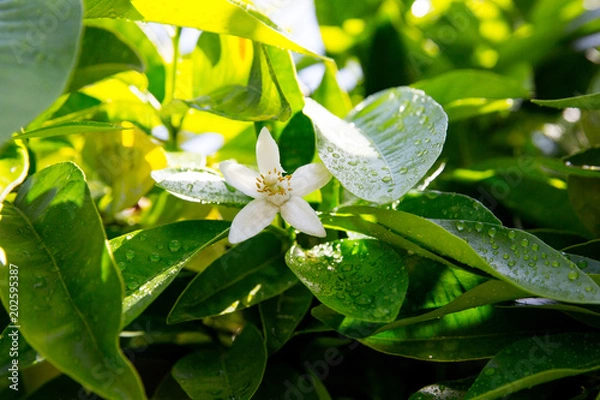 Obraz Neroli. Zielone jasne pomarańczowe liście drzewa i pomarańczowe neroli z kroplami deszczu, tło rosy