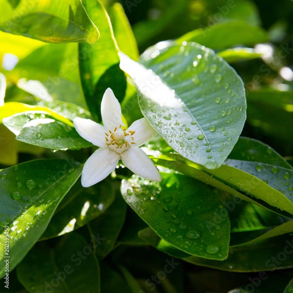 Obraz Neroli. Green bright orange tree leaves and orange flower neroli with raindrops, dew background
