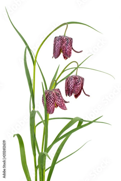 Obraz Fritillaria meleagris isolated on white.