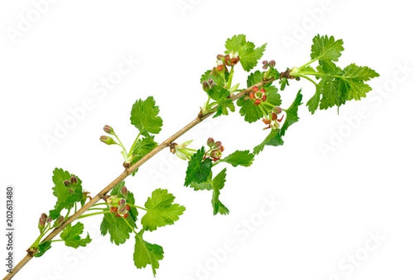 Obraz jostaberry (Ribes nidigrolaria) isolated on white