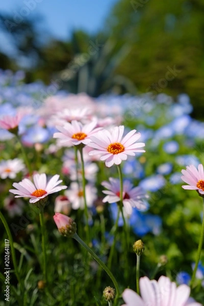 Fototapeta ネモフィラ