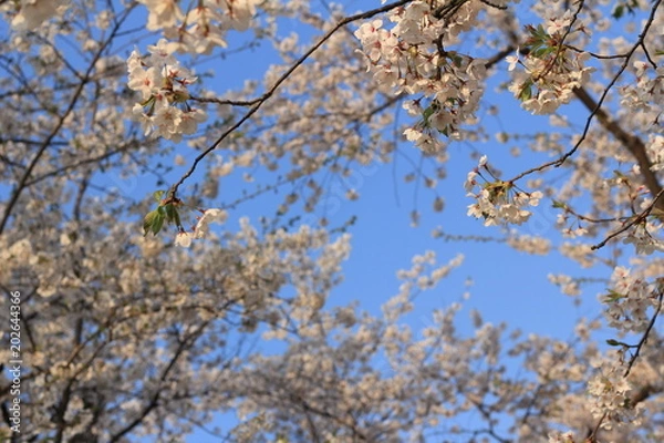 Fototapeta 桜の花 青空