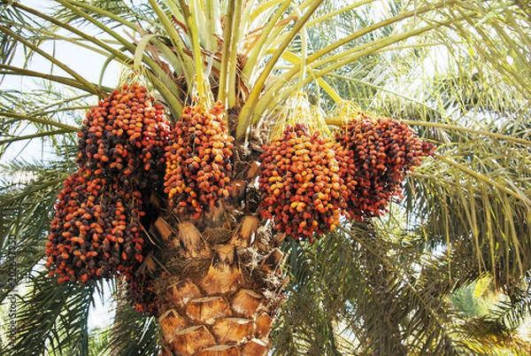 Obraz Daktyle na palmie.