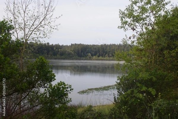 Obraz Riverfront Regional Park - two beautiful lakes for fishing, kayaking, canoeing and stand up paddling. A trail loops around the Lake Benoist, with beach on the Russian River, redwood. 