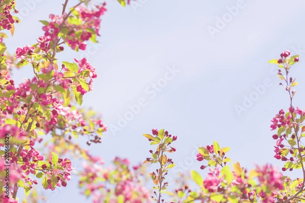 Obraz Spring blossom tree flowers against sunny sky