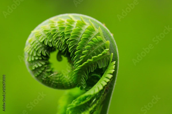 Fototapeta The spiral.