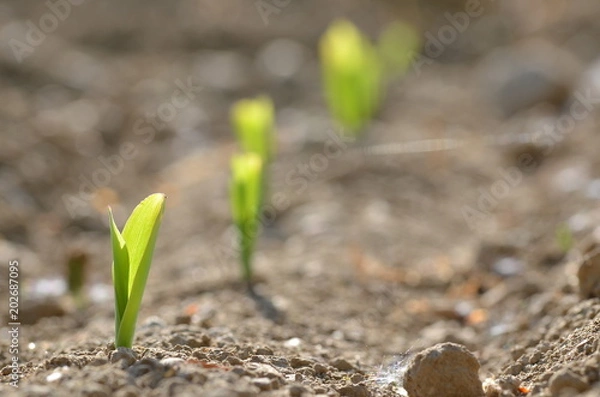 Fototapeta Green corn saplings growing in the dirt from an acre