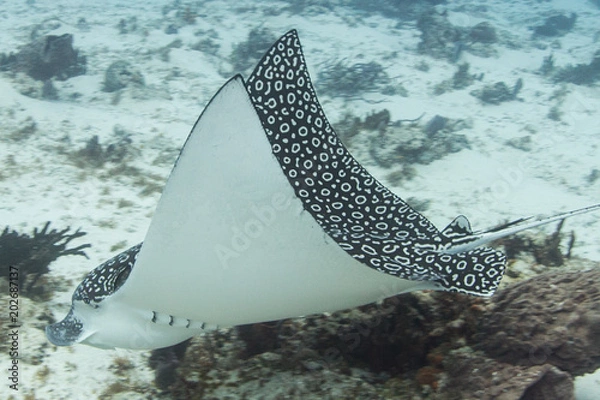 Obraz Spotted Eagle Ray