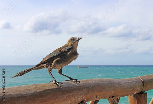Obraz Bird on the beach