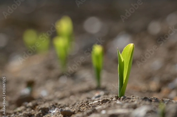 Fototapeta Młode sadzonki kukurydzy wyrastające z brudu na polu