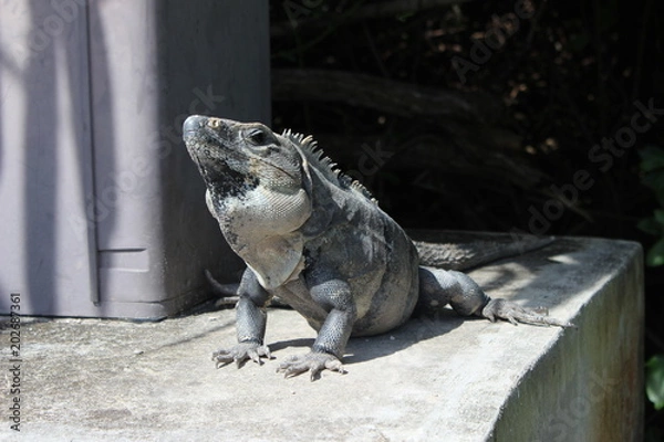 Obraz Iguana