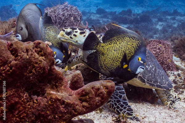 Obraz Turtle and Angel Fish