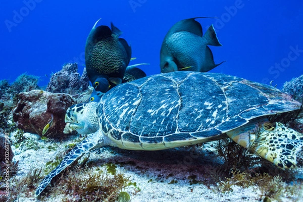 Obraz Turtle and his pals