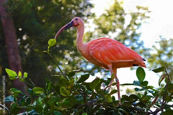 Obraz Pink Ibis