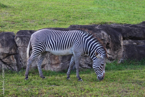 Obraz Zebra