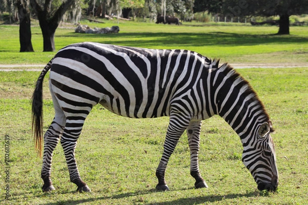 Obraz Zebra