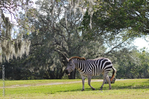 Obraz Zebra Landscape