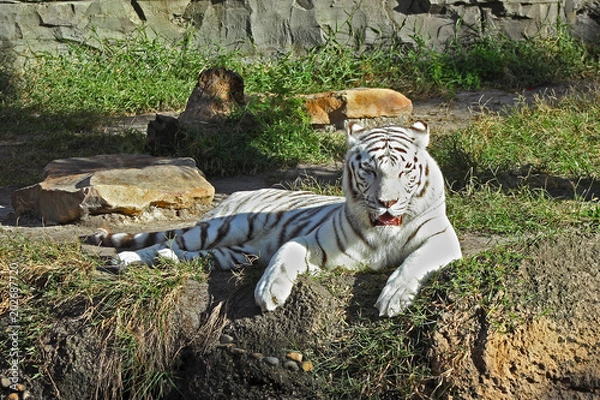 Obraz White Tiger 