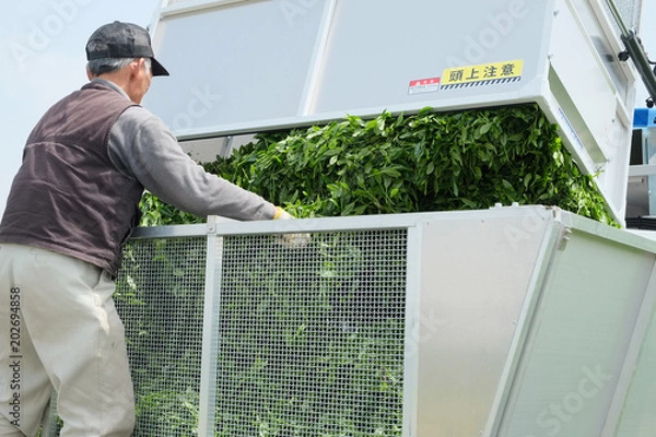 Fototapeta 採れたての茶葉をトラックに移しかえる農夫