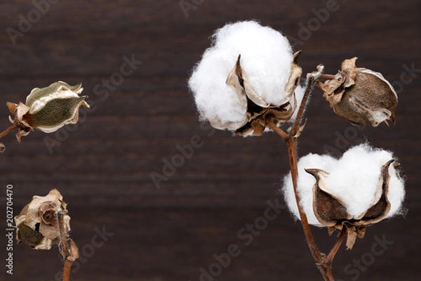 Obraz 綿花　綿　植物