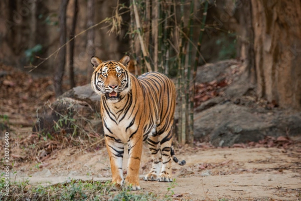 Fototapeta Big Tiger