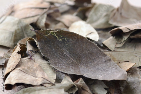 Obraz leaf of coca