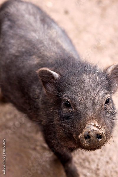 Fototapeta Minischwein
