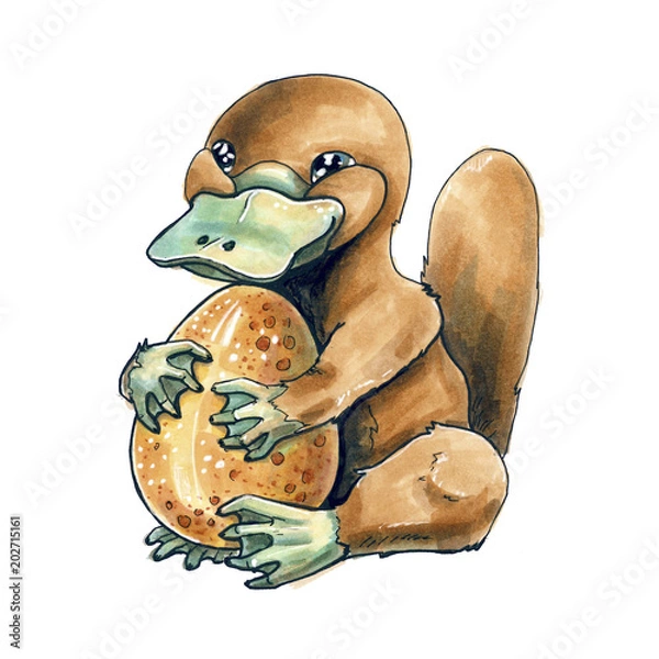 Fototapeta Platypus keeps the egg in its paws. On isolated white background.