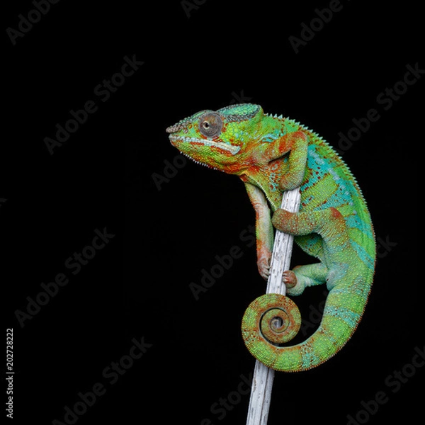 Obraz alive chameleon reptile