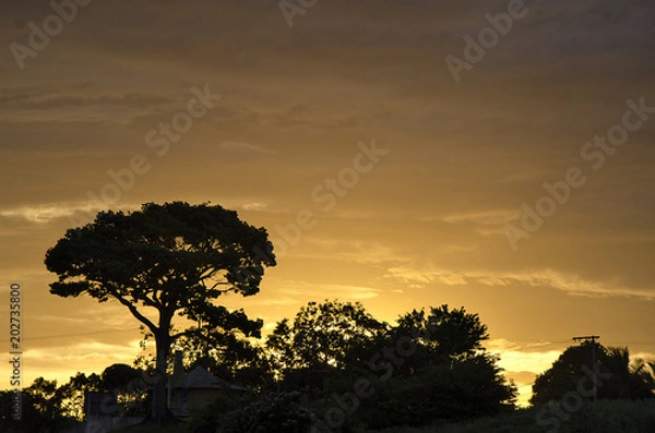 Fototapeta Colored dusk at forest