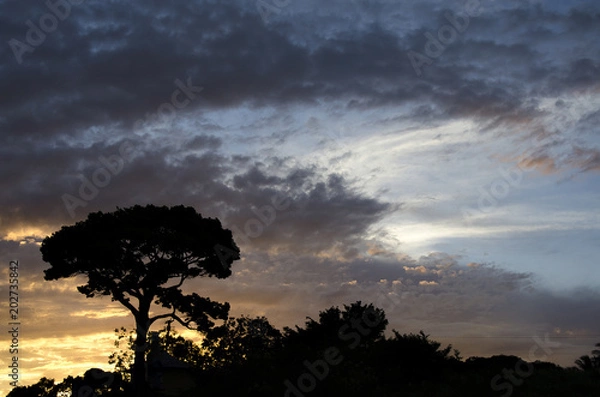 Fototapeta Colored dusk at forest