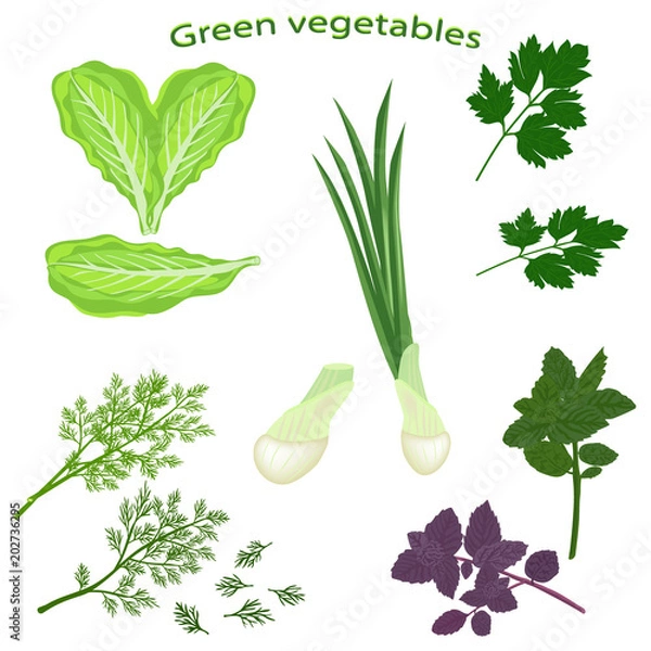Obraz Green vegetables isolated on white background. Fresh basil, green onion, fresh dill, lettuce leaf, green parsley. Vector illustration of leaf vegetables.